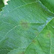 Lesions on young leaf in early season.