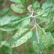 Lesions on young leaf in early season.