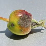 Lesions on young leaf in early season.