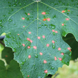 Lesions on young leaf in early season.