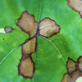 Lesions on young leaf in early season.