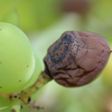 Lesions on young leaf in early season.