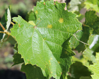 Lesions on young leaf in early season.