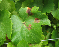 Lesions on young leaf in early season.