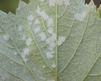 Lesions on young leaf in early season.