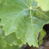 Lesions on young leaf in early season.