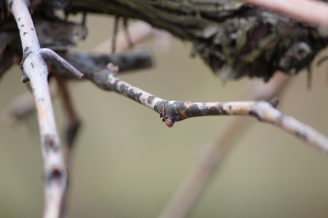 Lesions on young leaf in early season.